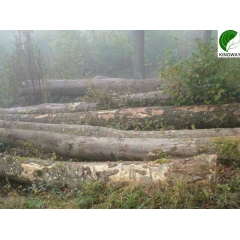 专业的欧洲枫木ABC级原木FSC认证生产厂家