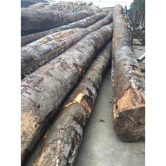 专业的大量批发欧洲进口榉木原木ABC FSC认证生产厂家