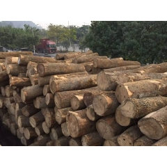 最优质的批发供应优质欧洲白蜡木原木ABC