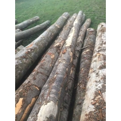 最新批发供应欧洲榉木原木 山毛榉水青冈原木在线