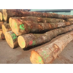 可信赖的最新供应欧洲进口原木法国小径白橡木制造商