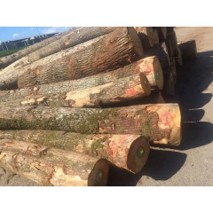 厂家直销优质法国小径白橡木原木供应商