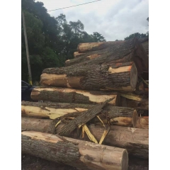 坚硬耐磨的优质美国黑胡桃木原木 锯材级 林场验货