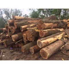可信赖的优质美国黑胡桃木原木 锯材级 径级12寸以上制造商
