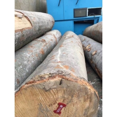 纯正供应进口东欧榉木原木 只有500立方 家具建材好料 防腐蚀 承重性能好 抗压性佳