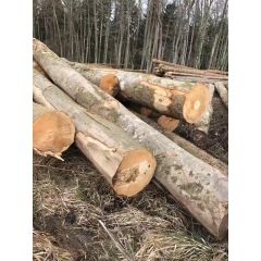 专业的最新供应法国进口榉木原木 天然原生态木材 好货好品质 家居建材好料生产厂家
