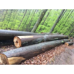 最好的新鲜砍伐 德国榉木原木A级 AB级 只有28柜 数量有限 榉木