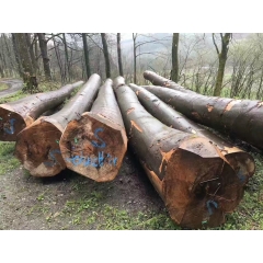 德国榉木原木 数量有限 好货看图说话 优质原木供应商