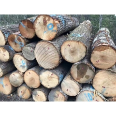 金威木业美国纽约州进口红橡 原木 美式家具实木材 橡木批发