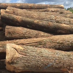 供应德国金威木业供应大量货源 美国樱桃木原木 实木  可锯切 高档家具进口材