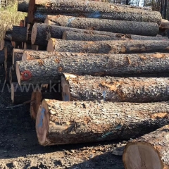 优质的金威木业进口美国北部樱桃原木2SC 3SC 4SC 美式家具材 家装木材 可锯切板材