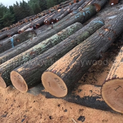 最好的金威木业供应美国宾州白蜡原木 红橡原木 2SC以上 可刨皮 大量批发