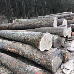 热卖的金威木业 欧洲进口 白橡木 橡木 原木 ABC级 月供15柜 可锯切 板材 家具材 木材 木料