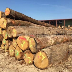 最好的金威木业供应法国进口白橡原木 直径30cm以上 ABC级 橡木 原木