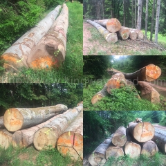 中国优质的德国金威木业最新供应德国进口榉木原木 实木 可锯切 板材 木板 家具板 AB级ABC级