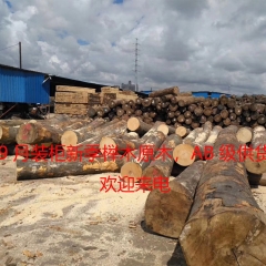供应德国金威木业进口欧洲榉木原木 实木 进口木材锯切 AB级 家具板材