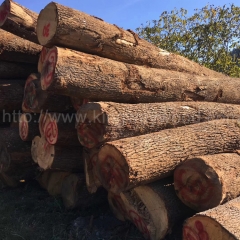 最优质的金威木业进口 欧洲白橡木 原木 AB级 现货 实木 橡木 原材 实木家居 板材