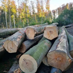 坚硬耐磨的德国金威木业 欧洲榉木 水青冈 原木 欧洲木材 实木 可锯切 板材 木材原材料AB级 稳定月供