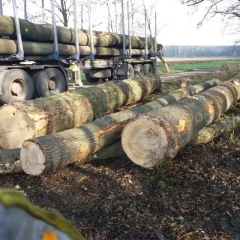 坚硬耐磨的德国金威木业进口欧洲白蜡木 原木ABC级 原木 欧洲材 实木 蜡木 水曲柳 锯材 木材批发