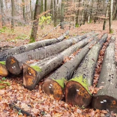德国金威木业 进口木材 欧洲材 红橡木 原木 木料 板材 实木 橡木 ABC级 原材料批发公司
