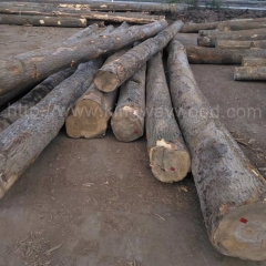 德国金威木业 进口欧洲木材 白蜡木 水曲柳 实木 木料 原木 锯切 板材 ABC级 月供50柜 木材批发 原材料供应商