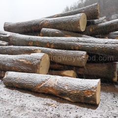 可信赖的德国金威木业 进口欧洲材 白蜡木 水曲柳 实木 木料 原木 蜡木 锯切 板材AB/ABC级制造商