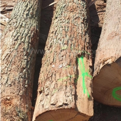 最优质的德国金威木业 进口欧洲材 白橡木 实木 原木 橡木 欧洲橡木