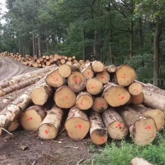 最好的金威木业 欧洲云杉 德国云杉 杉木 实木 原木 进口木材 欧洲材 原材料 批发 ABC级