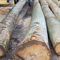 供应金威木业 欧洲榉木 原木 实木 锯切 木材 进口 榉木 山毛榉 木料