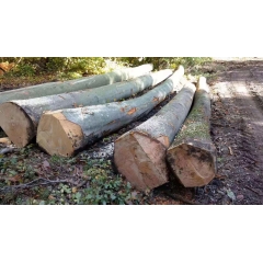 纯正金威木业 欧洲榉木 实木 山毛榉 原木 榉木原木 AB级 木材 榉木