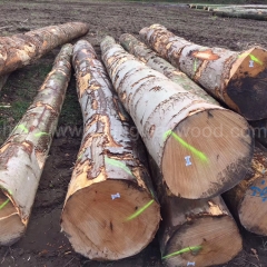 最优质的金威木业 进口木材 实木 原木 枫木 硬枫 欧洲枫木 木材 原材料