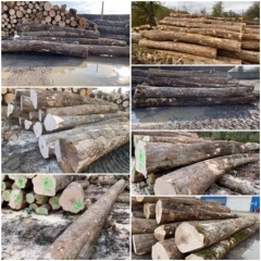 最好的德国金威木业 进口材 欧洲材 枫木 欧洲枫木 硬枫 原木 法国枫木 实木 木材 原材料