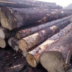 热卖的德国金威木业 欧洲材 进口木材 实木 原木 云杉 杉木 捷克云杉 欧洲云杉