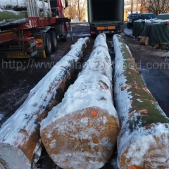 供应德国金威木业 欧洲榉木 进口材 原木 AB级 榉木 实木 水青冈 山毛榉 家具材 木料