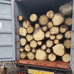 可信赖的德国金威木业进口材 欧洲材 云杉 原木 实木 欧洲云杉 捷克云杉 建筑材 木材批发制造商