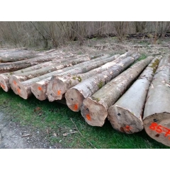 可信赖的德国金威木业 欧洲枫木 硬枫 实木 原木 AB 进口 木材 乐器用材 家具制造商