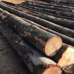 德国金威木业 进口木材 实木 原木 欧洲红橡 欧洲材 橡木 红橡 木材 ABC供应商