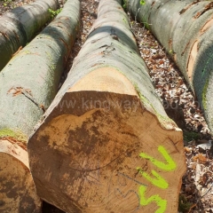 德国金威木业 欧洲木材 进口 德国榉木 实木 原木 榉木 山毛榉 欧洲榉木 木材 家具材 锯材供应商