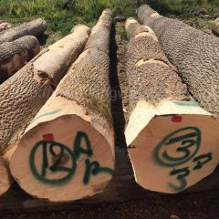 德国金威木业 欧洲木材 进口木材 欧洲白蜡 实木 原木 塞尔维亚 白蜡木 北欧 蜡木 白腊 木料供应商