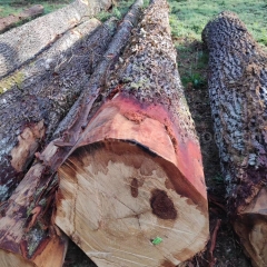 耐腐蚀的德国金威木业 欧洲木材 欧洲橡木 白橡 法国橡木 实木 进口 原木 原材料 木材