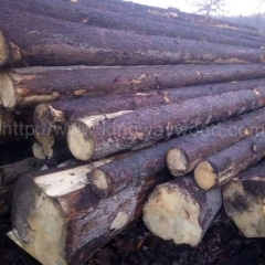 中国优质的云杉原木欧洲德国捷克实木进口金威木业原木材杉木木头木料建筑原材料
