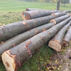 供应榉木 原木 实木 进口 欧洲榉木 木料 家居材 德国榉木 欧洲材 木材 原材料 山毛榉