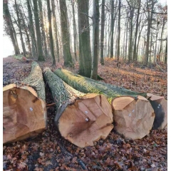 专业的德国橡木 实木 进口 木材 原木 红橡 欧洲材 原材料 家居板 木板 木料金威木业生产厂家