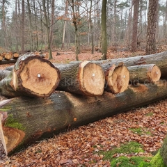 坚硬耐磨的金威木业 欧洲橡木 实木 原木 进口 红橡 木材 木板 木材 德国橡木