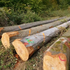 最好的榉木 实木 原木 进口 欧洲榉木 山毛榉 木料 水青冈 金威木业 原材料