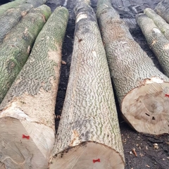坚硬耐磨的白蜡木 欧洲白腊 实木 水曲柳 蜡木 原木 进口 木材 金威木业 保加利亚 期货 原材料
