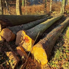 最好的橡木 原木 实木 进口红橡 ABC 欧洲橡木 法国红橡 金威木业 原材料 木料 木材 期货