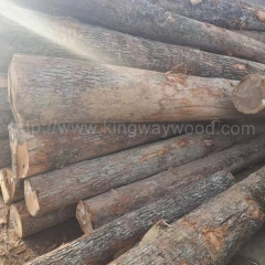 独特的橡木 欧洲白橡 实木 进口 原木 金威木业 原材料 木材 木板 期货 家居板 欧洲橡木 AB