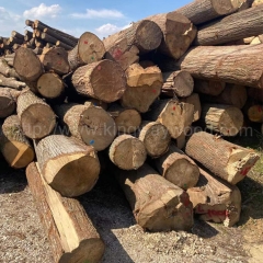 中国优质的欧洲原木 木材 进口 椴木 实木 欧洲椴木 木料 金威木业