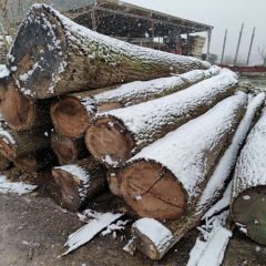 德国金威木业欧洲橡木原木进口实木圆木白橡家装门床餐桌椅原材锯切板材木料供应商